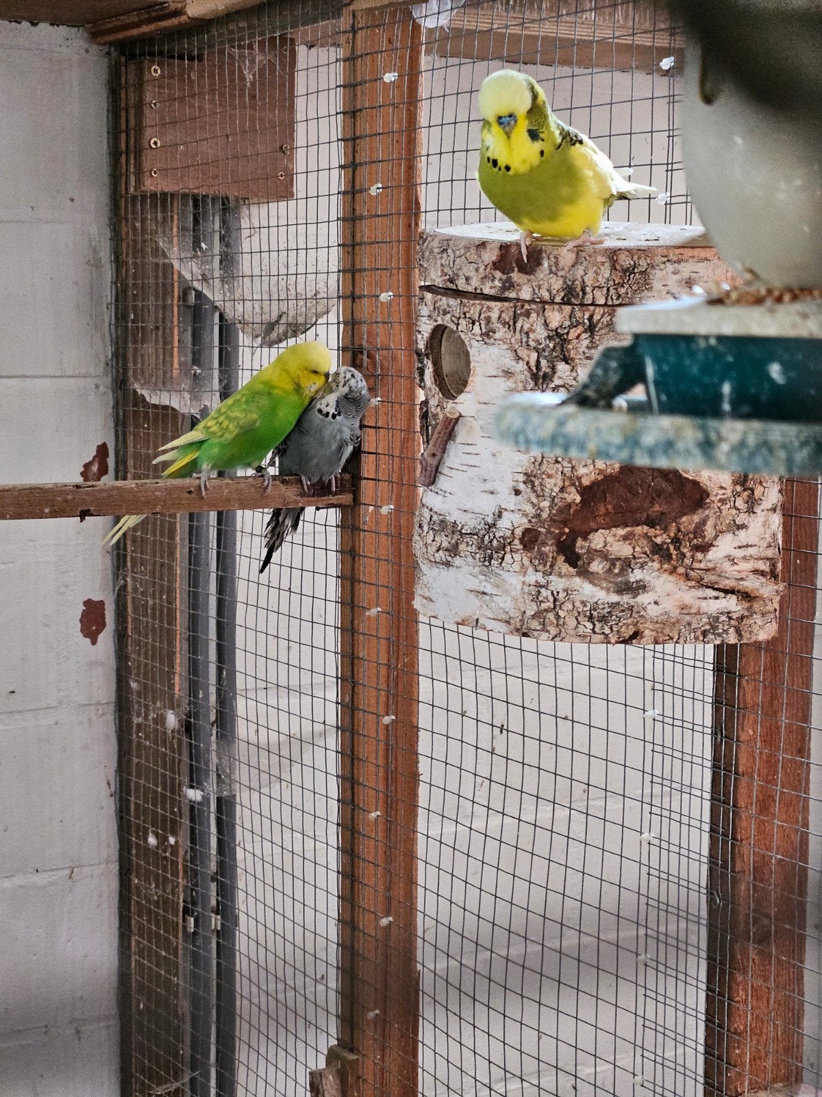 engelse grasparkieten  2 mannen, 1 pop, Animaux & Accessoires, Oiseaux | Perruches & Perroquets, Plusieurs animaux, Perruche