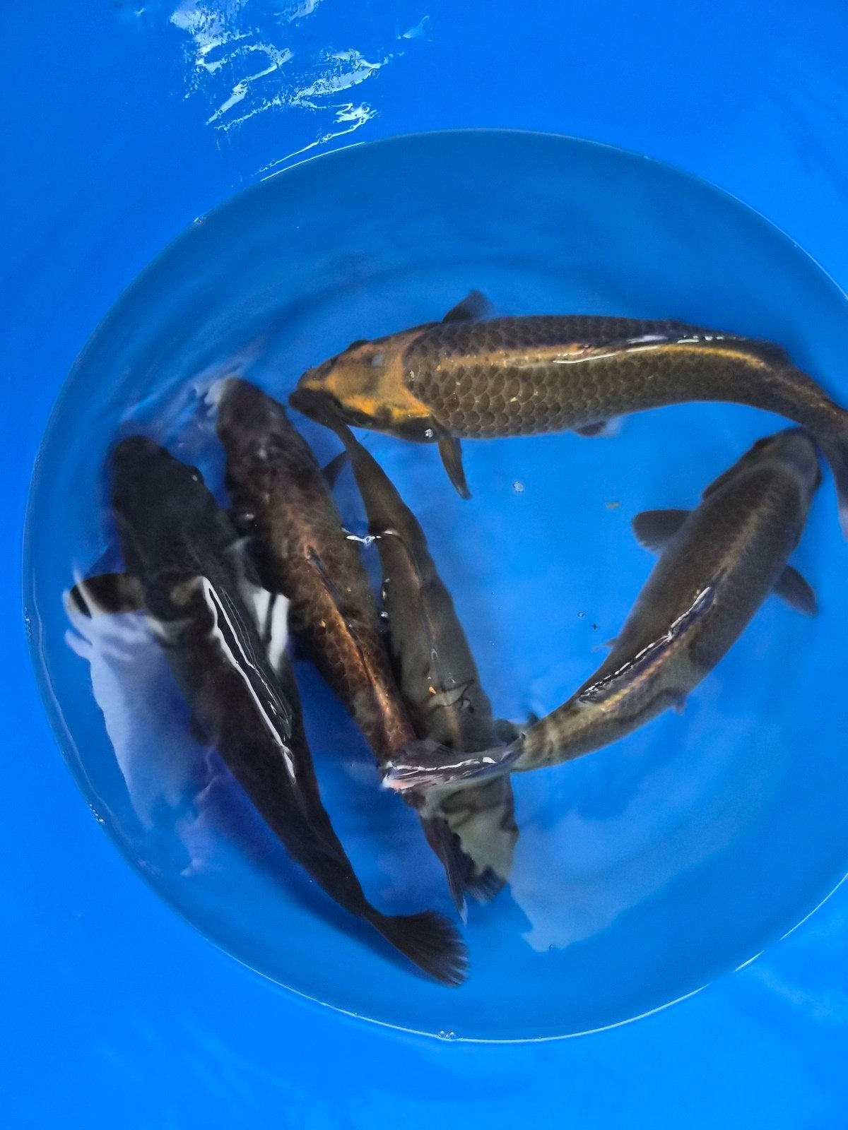 diverse einde tosai of nisai  koi, Animaux & Accessoires
