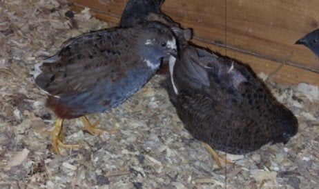 Koppel chinese dwergkwartel, Dieren en Toebehoren, Vogels | Overige Vogels