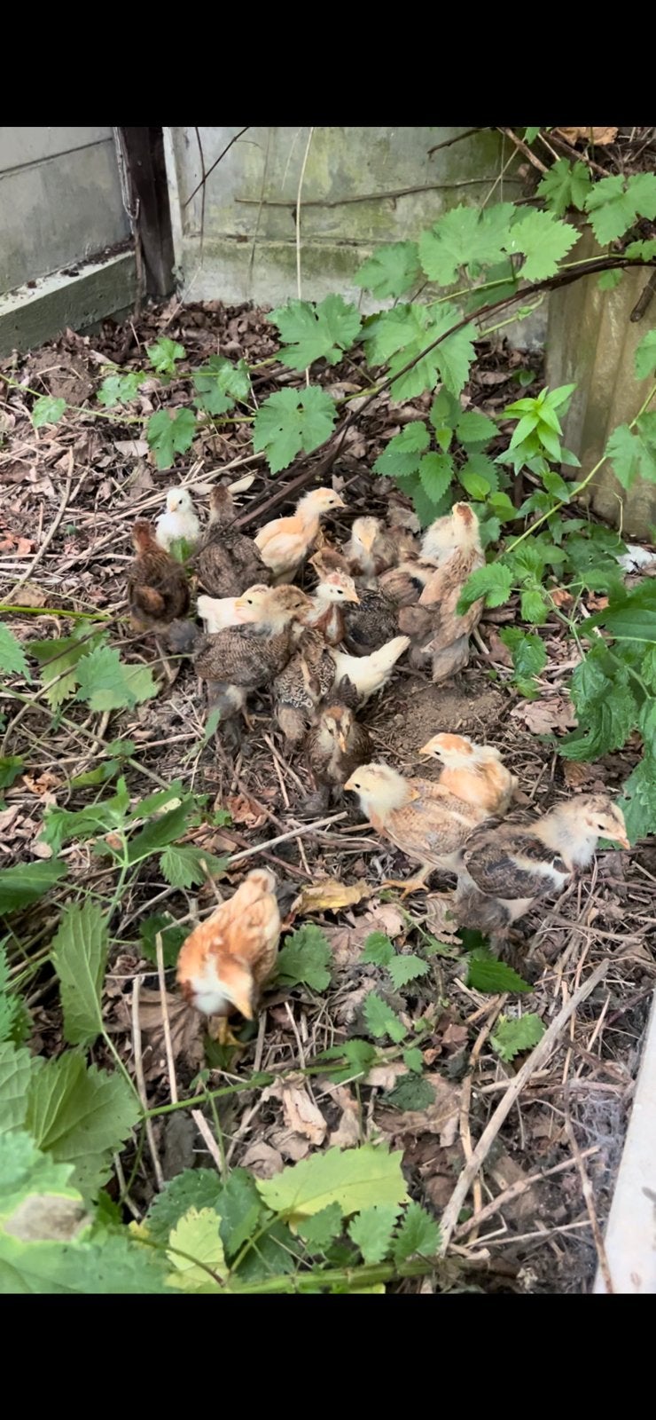 Brahma-kuikens, Poule ou poulet