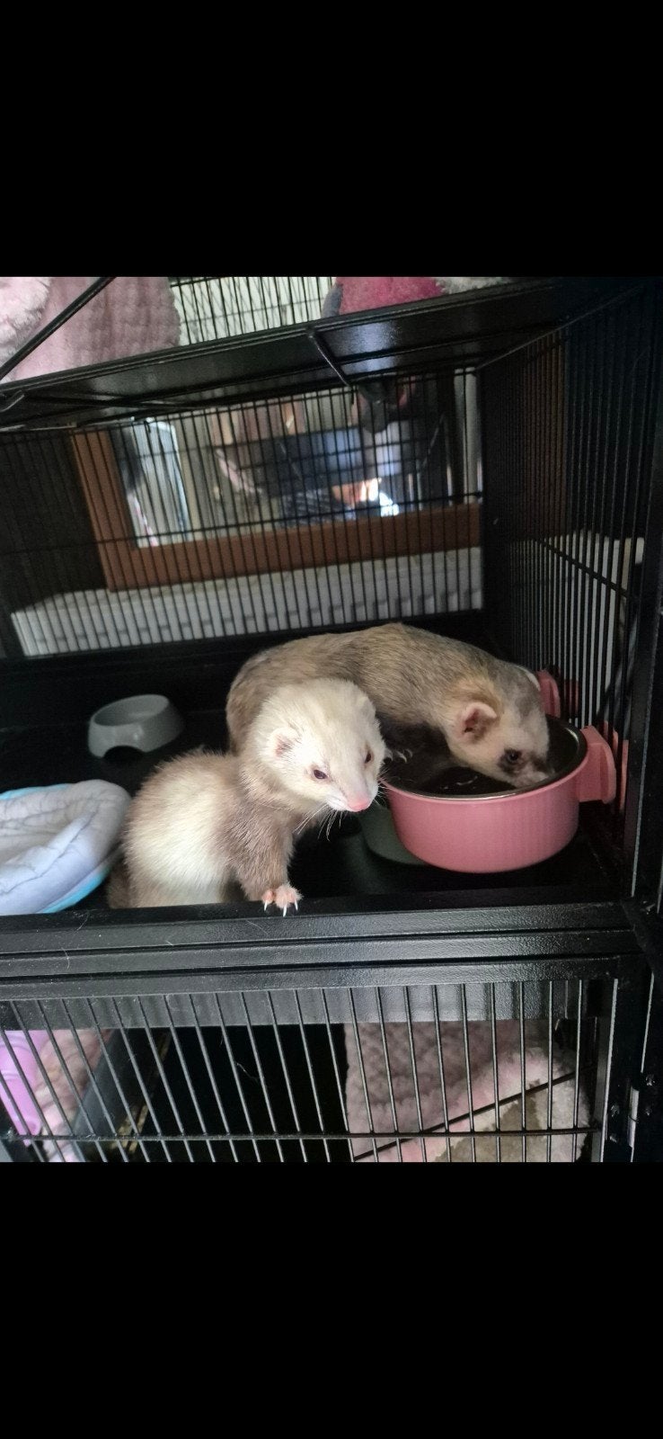 cage de luxe avec deux furets, attelage et vaccination, Animaux & Accessoires, Avril, Plusieurs animaux, Domestique
