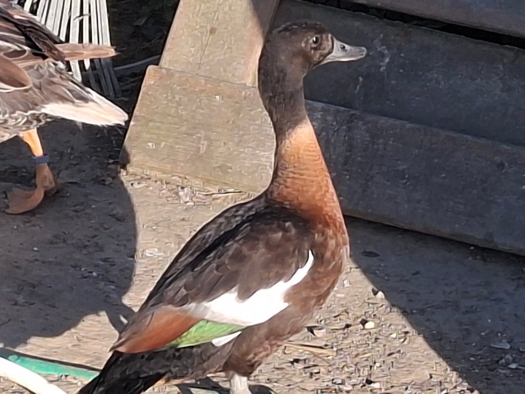 Cascaras australiennes, Animaux & Accessoires, Canard