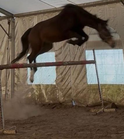 Springpaarden, Animaux & Accessoires, Chevaux, Avec pedigree, 165 à 170 cm, Plusieurs animaux, Ne s'applique pas