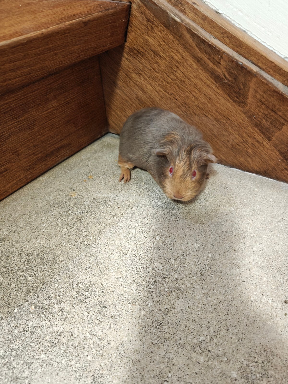 Cavia beer gladhaar, Dieren en Toebehoren, September, Mannelijk, Cavia