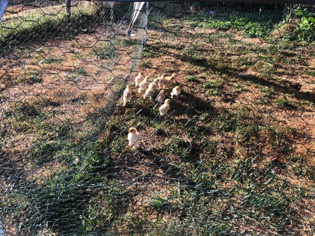 kuikens brahma, Sexe inconnu, Poule ou poulet