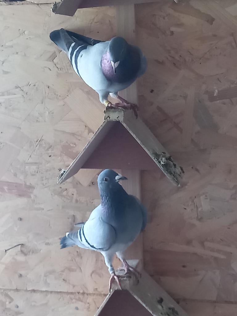 Gratis postduiven, Dieren en Toebehoren