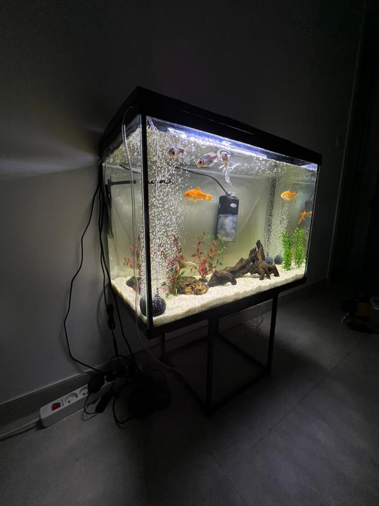 COMPLETE Aquarium set Veel Accessoires, Dieren en Toebehoren, Ophalen, Inclusief vissen, Nieuw, Decoratie
