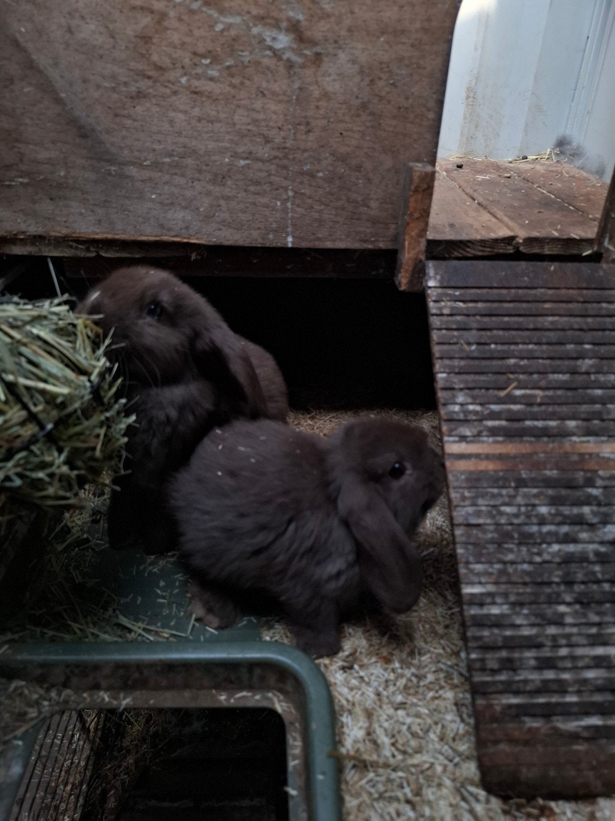 Nederlandse hangoorkonijntjes, Dieren en Toebehoren, Konijnen, Meerdere dieren, Hangoor, 0 tot 2 jaar