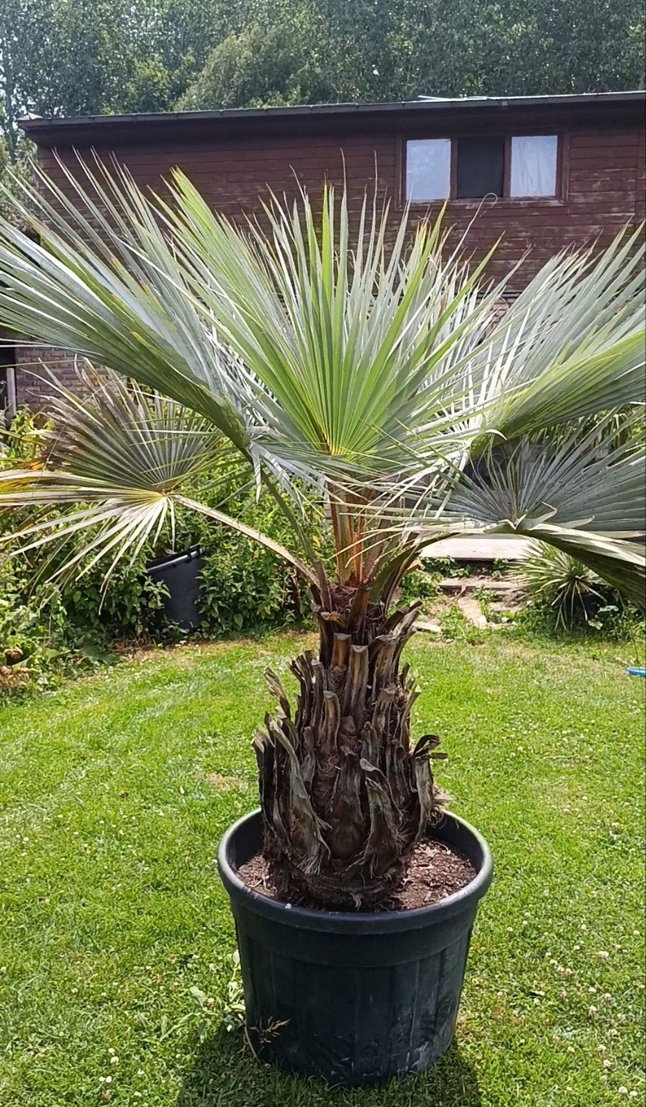 Brahea armata palmboom, Tuin en Terras, Planten | Bomen, Ophalen, Palmboom