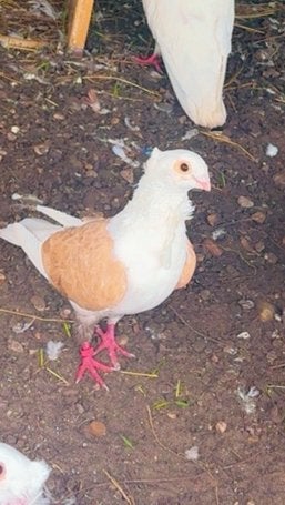 Mooi duiven, Dieren en Toebehoren, Pluimvee, Vrouwelijk, Eend
