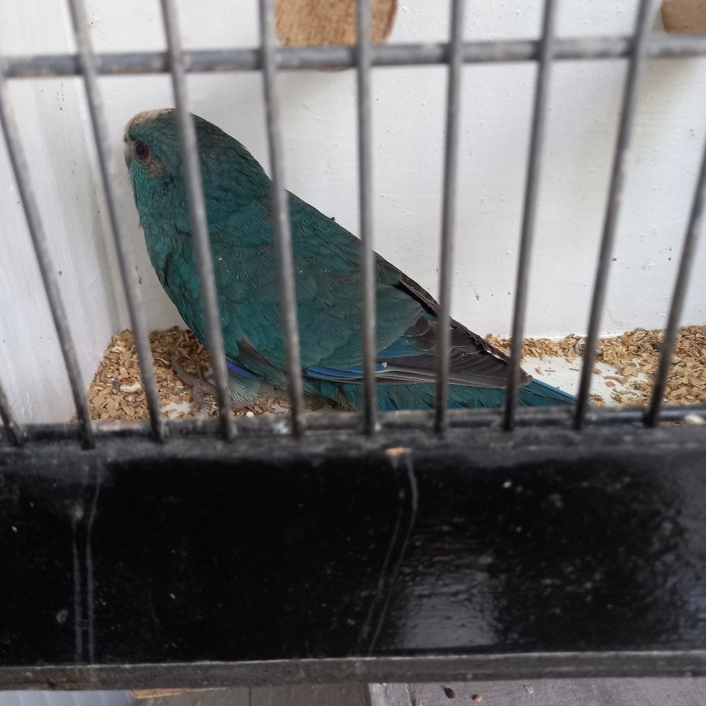 Kakariki, Parkiet, Geringd