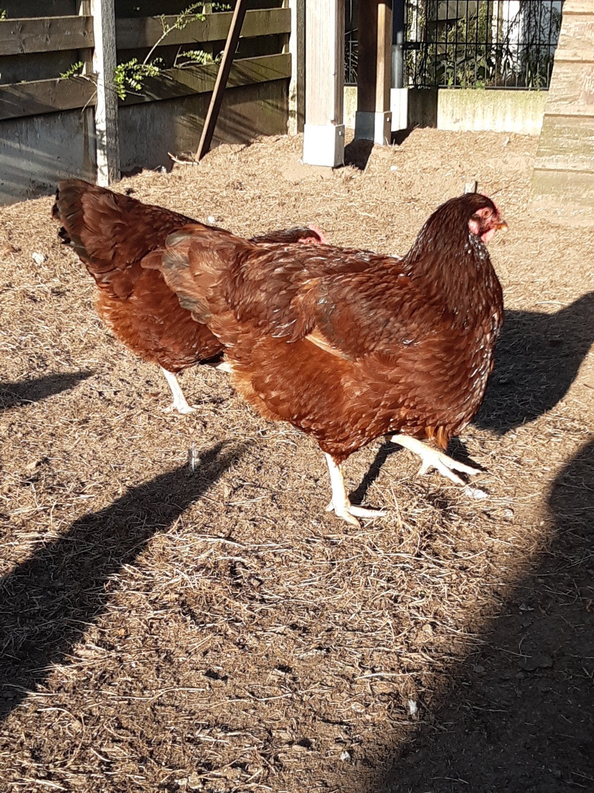 Rhode island red hennen