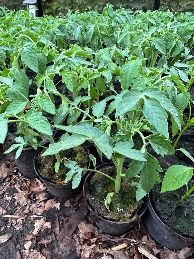 Tomaten, Tuin en Terras, Planten | Tuinplanten, Ophalen