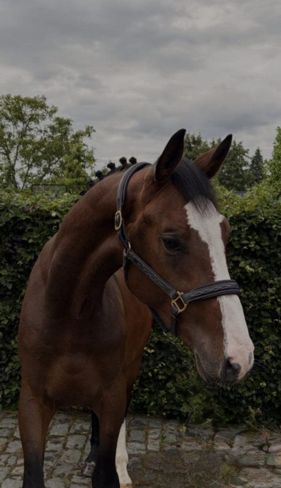 3 jarige ruin te koop, Dieren en Toebehoren, Paarden, Ruin