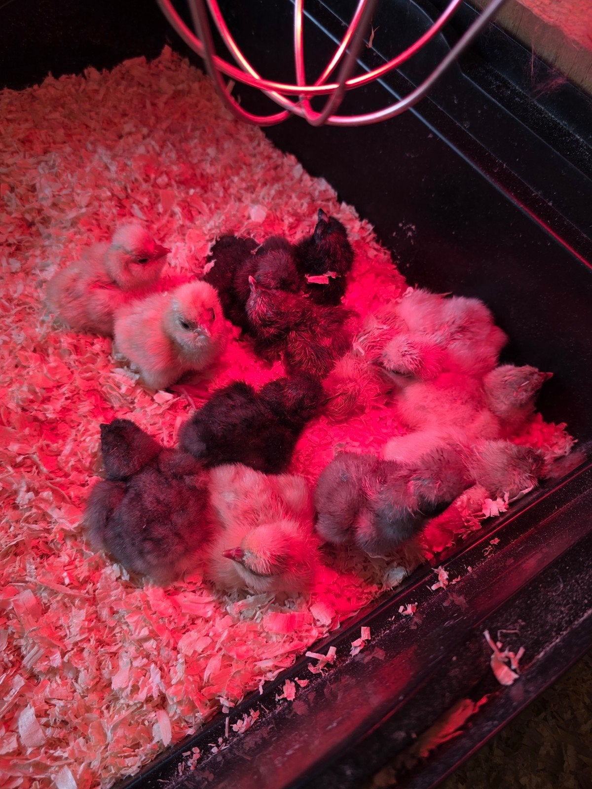 kuikentjes padua & zijdehoen, Sexe inconnu, Poule ou poulet