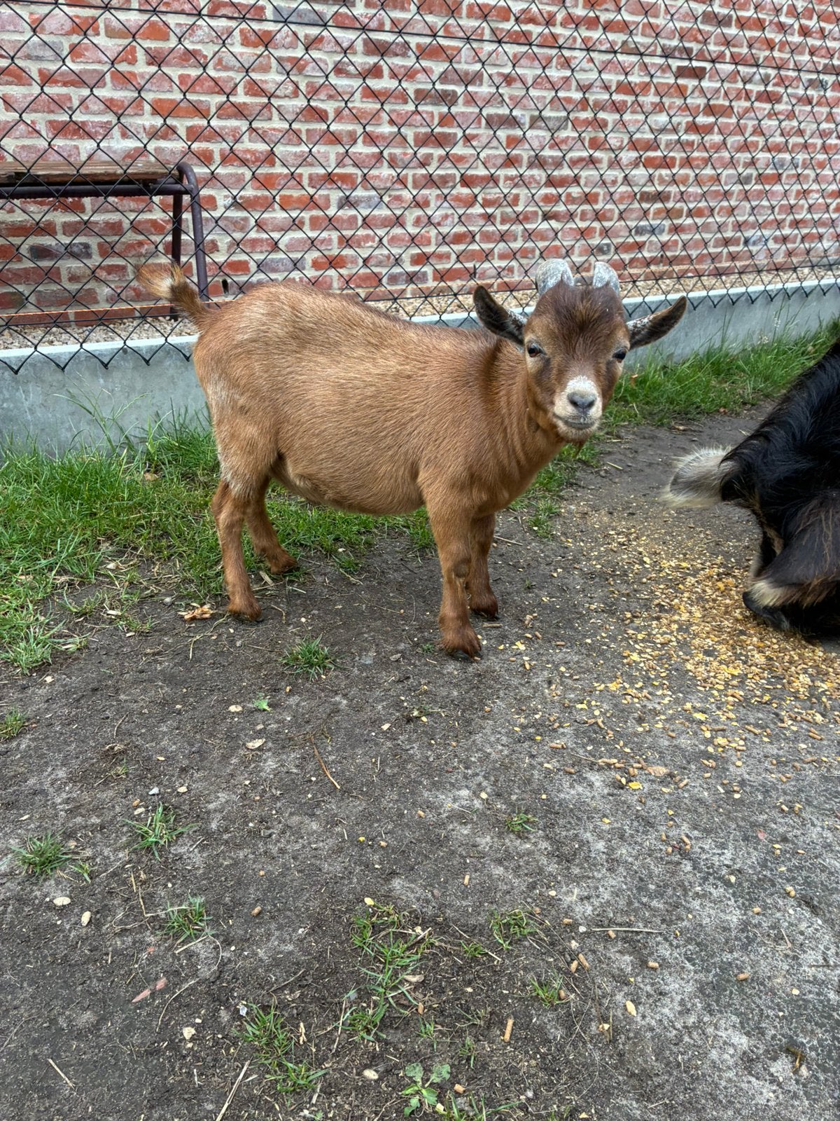 Mooi geitenbokje te koop, Dieren en Toebehoren, Varken