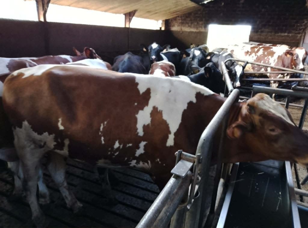 Holstein Dekstier, Dieren en Toebehoren, Runderen, Mannelijk