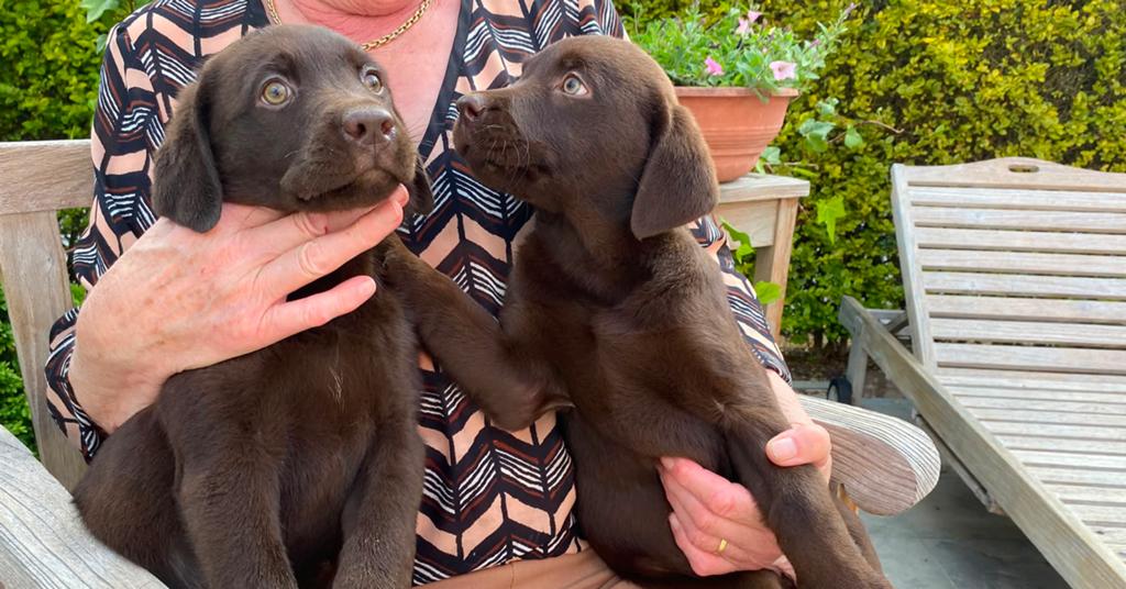 Zalige Labrador pups bij ons thuis op de boerderij ! -27 mei, Dieren en Toebehoren, Parvo, België, Fokker | Hobbymatig, 8 tot 15 weken