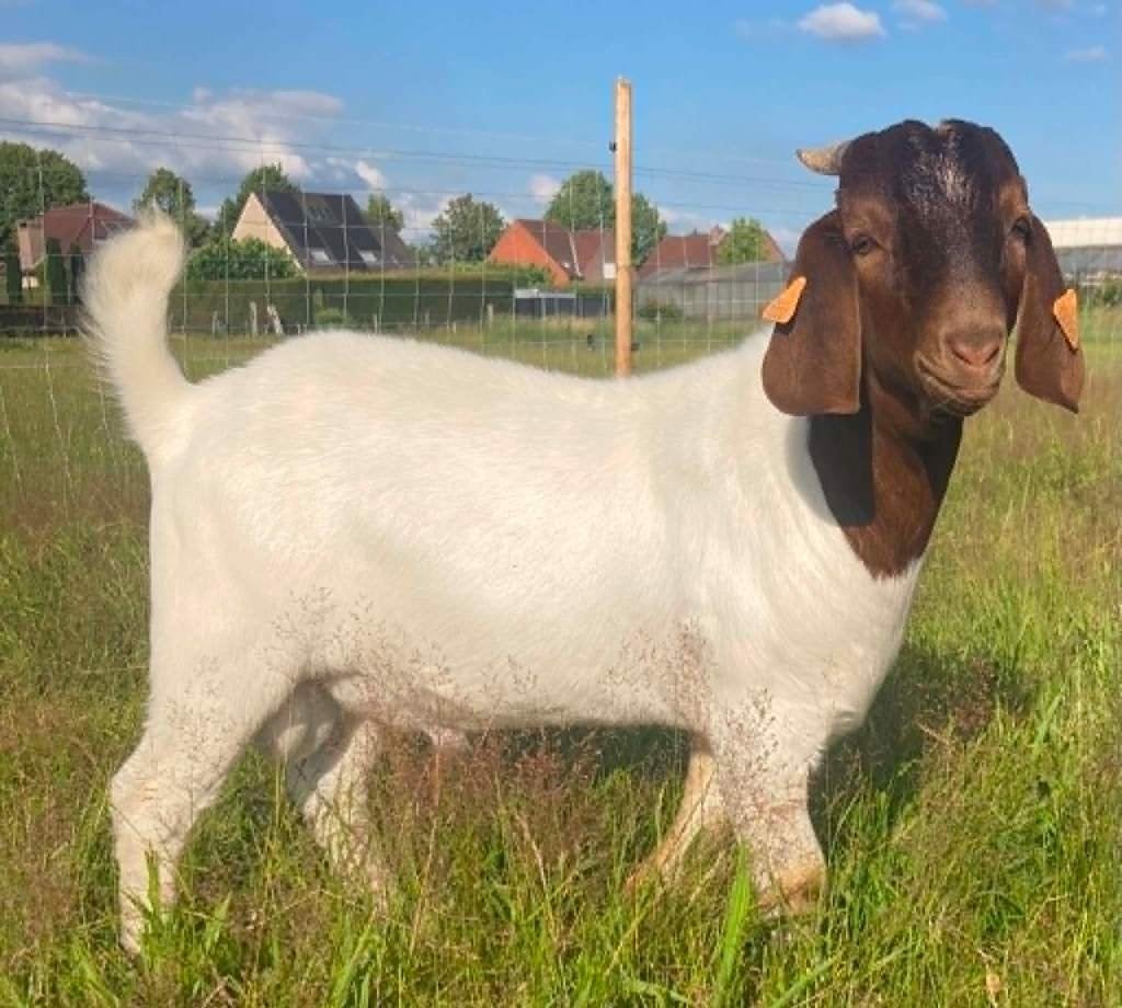 BOERGEITEN BOKLAM, Maart, Mannelijk