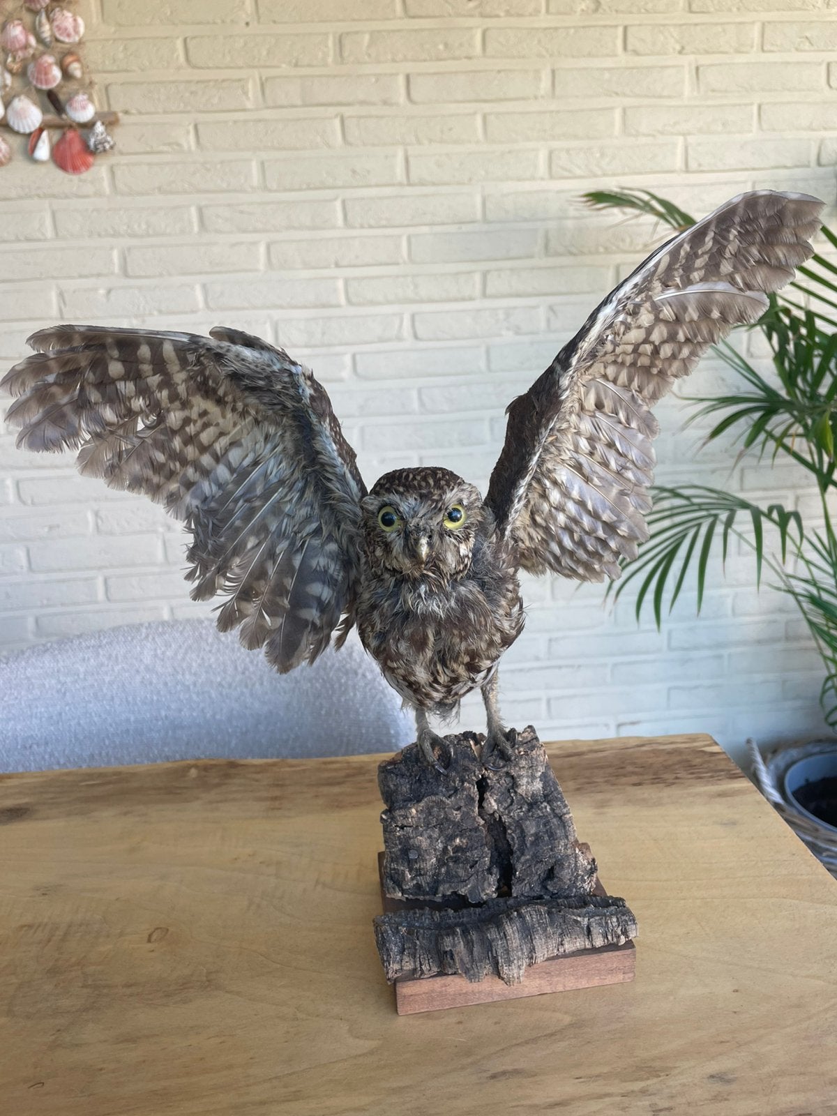 Taxidermie, hibou et autres animaux, Enlèvement, Comme neuf