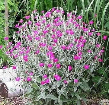 Lychnis coronaria - Prikneus, Ophalen, Vaste plant, Volle zon