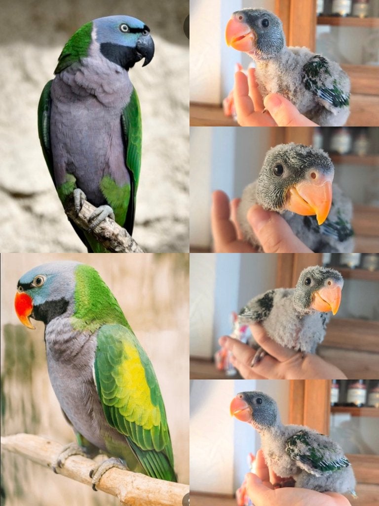 Getemde papegaaiparkiet, Dieren en Toebehoren, Vogels | Parkieten en Papegaaien, Papegaai, Pratend, Tam, Geringd