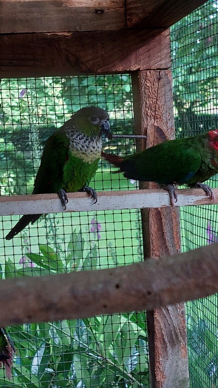 pyrrhura rupicola