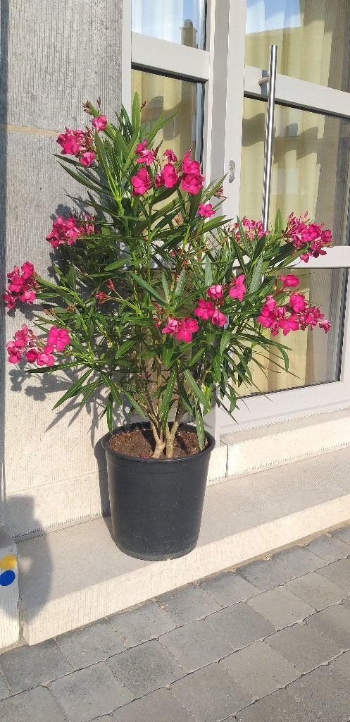 Laurier fleuri, déco porte d'entrée,jardin,terrasse,véranda, Enlèvement