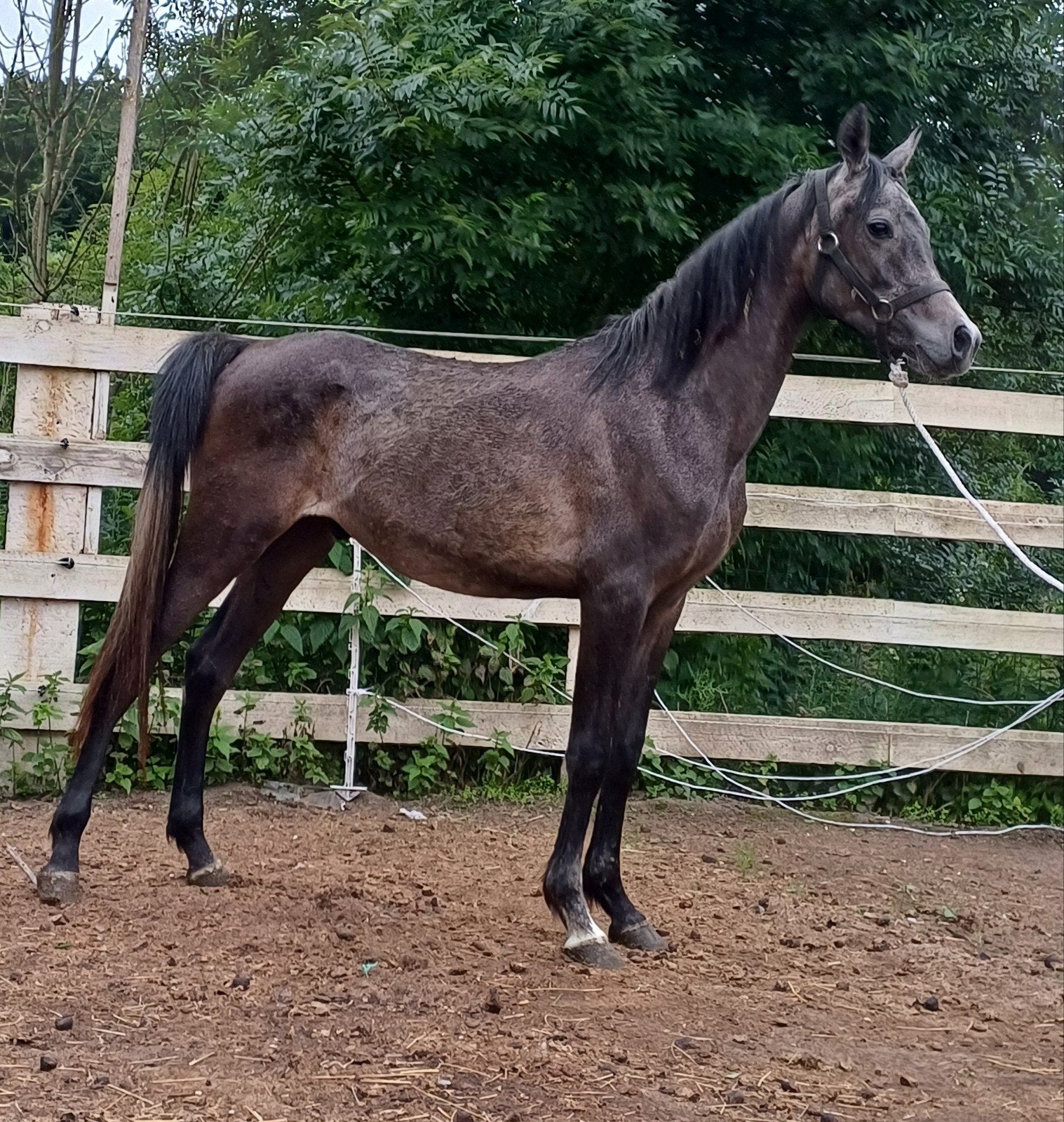 Etalon arabe, Animaux & Accessoires, Chevaux