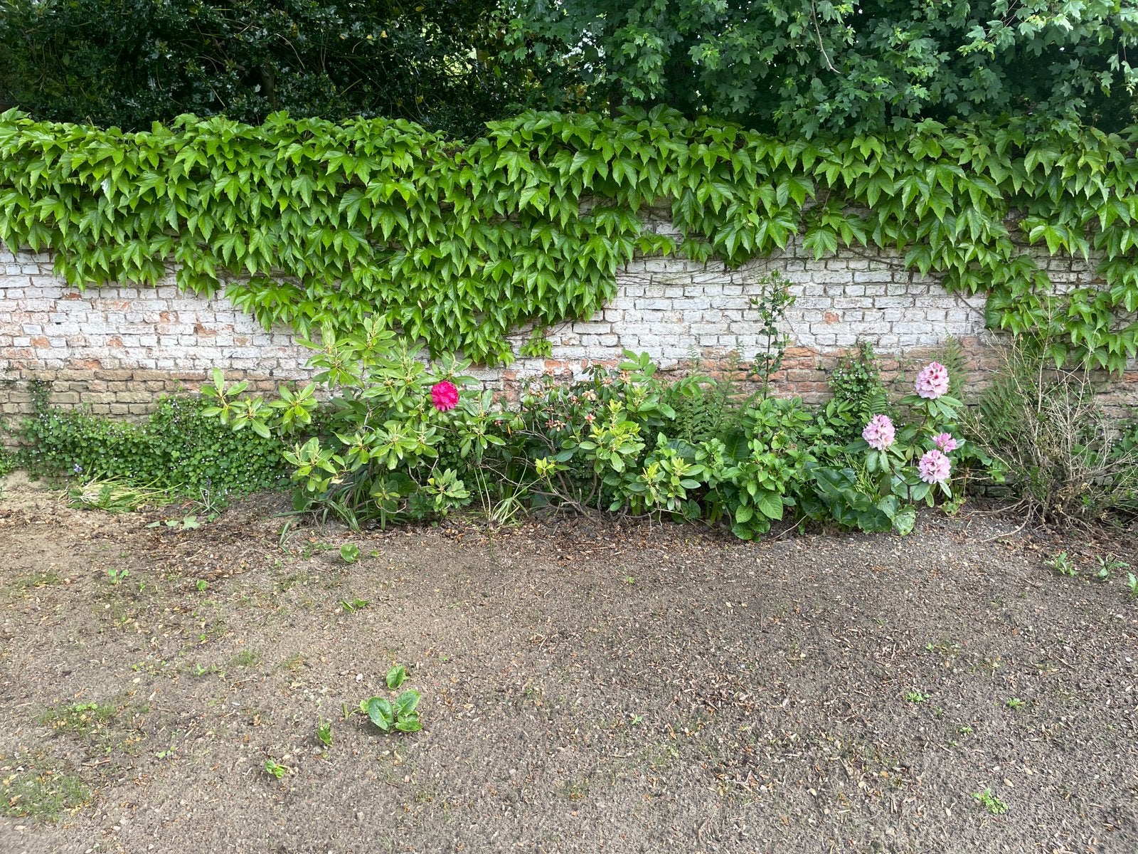 Rhododendron struiken - verschillende kleuren, Jardin & Terrasse, Plantes | Jardin, Enlèvement, Printemps, Plante fixe