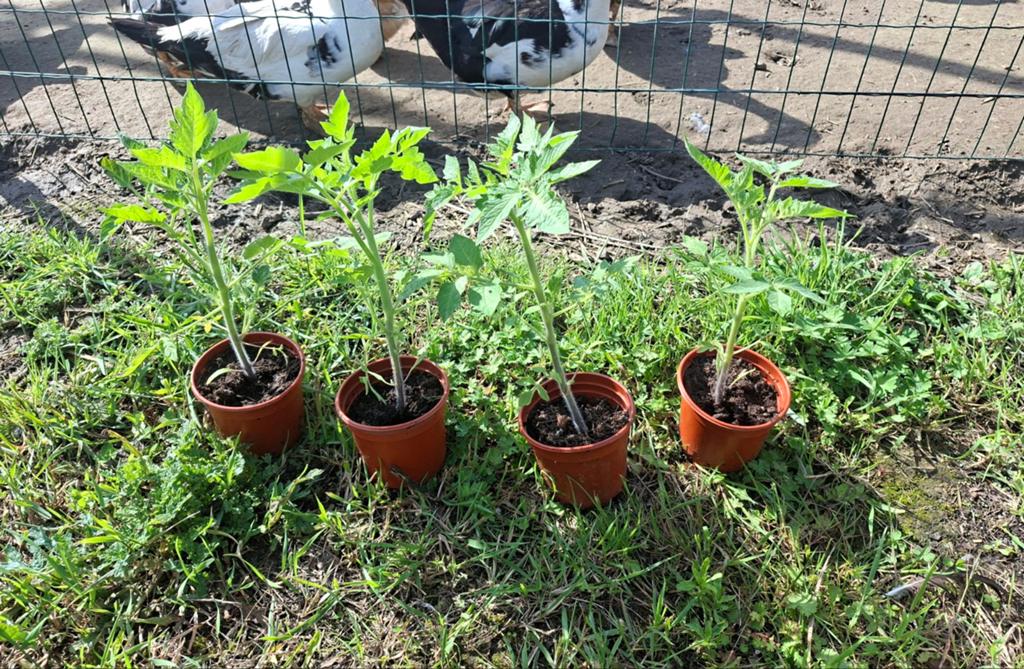 Roma tomaten planten, Tuin en Terras, Planten | Tuinplanten, Ophalen, Volle zon, Groenteplanten, Eenjarig