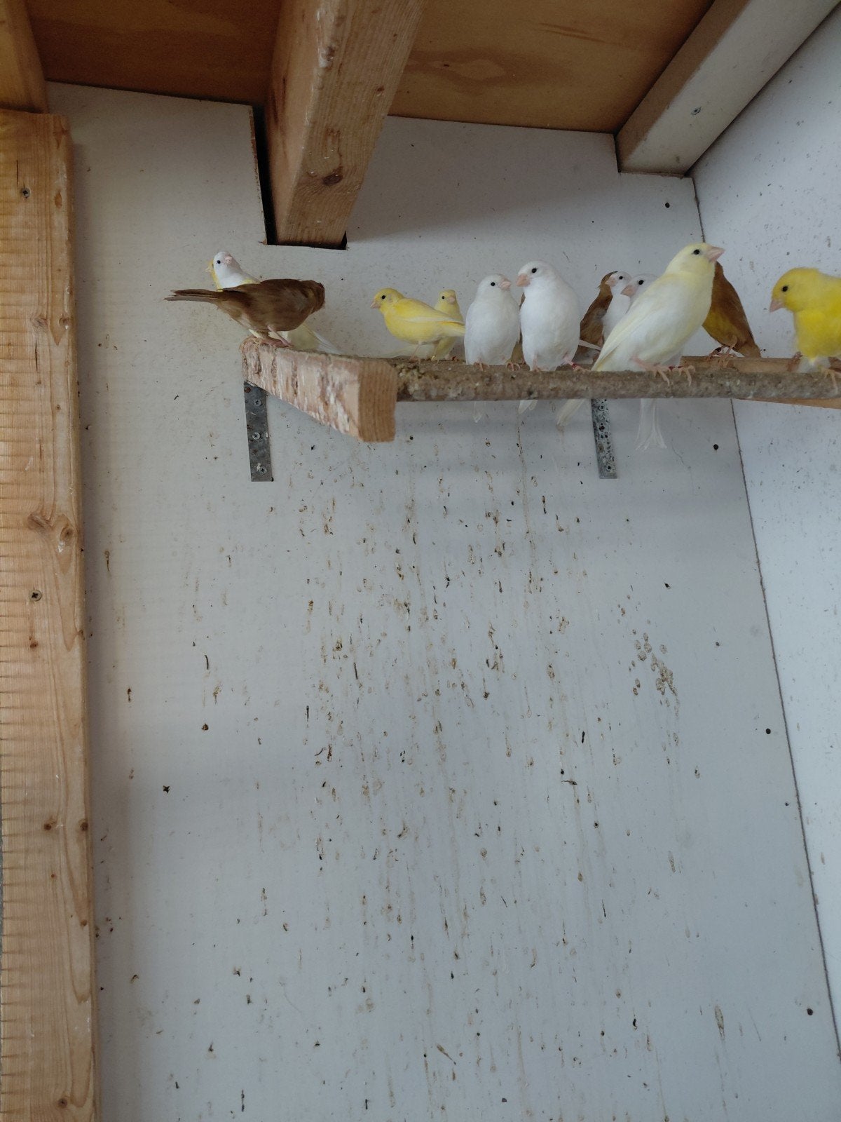 kanaries  witte  geel  en bruin, Dieren en Toebehoren, Vogels | Kanaries, Meerdere dieren