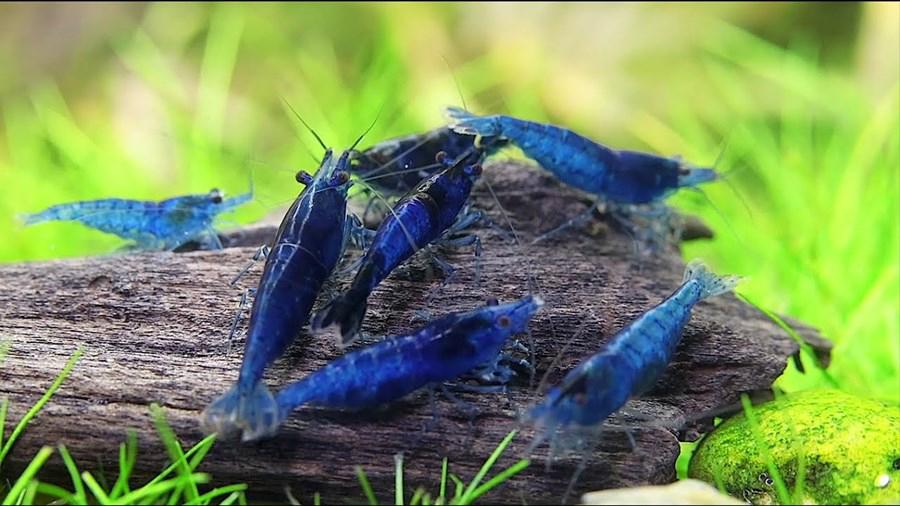 Crevette bleu valvet eau douce facile, Enlèvement