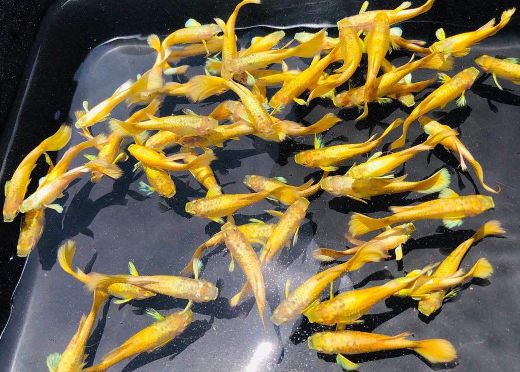 Goudkleurige Guppies (24k Gold Guppies), Dieren en Toebehoren, Vissen | Aquariumvissen, Zoetwatervis, Vis, Schoolvis
