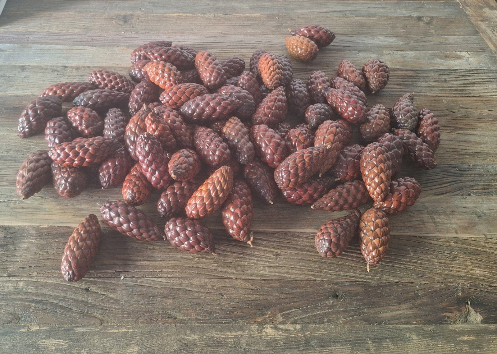 Thicanotes/fruits du palmier, Enlèvement