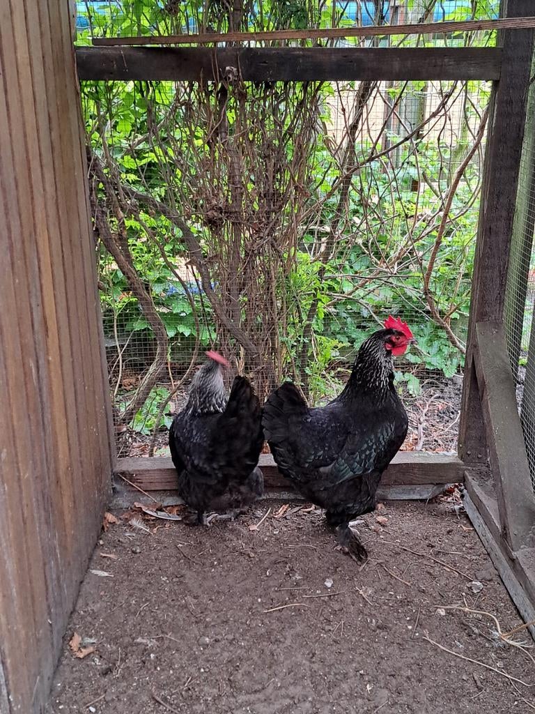 Marans Zilver Zwart hennen, Dieren en Toebehoren, Pluimvee, Vrouwelijk, Kip