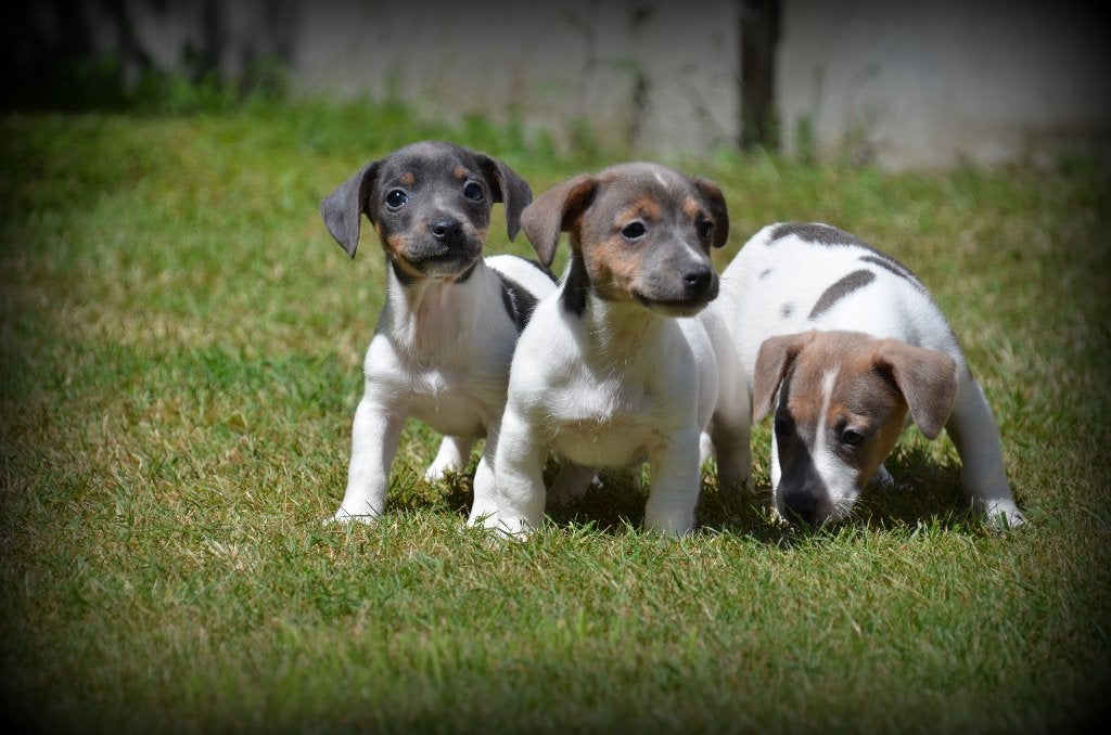Chiots Jack Russell, Animaux & Accessoires, Chiens | Jack Russell & Terriers, Chien (mâle), Jack Russel Terrier, Éleveur | Professionnel