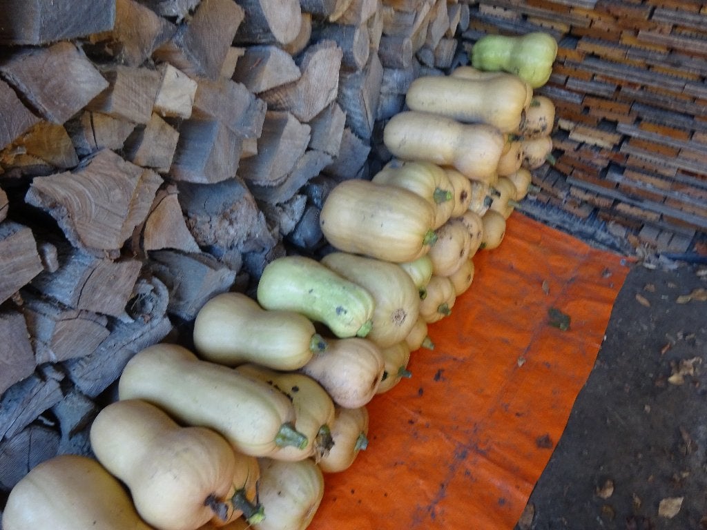 Butternut, Ophalen