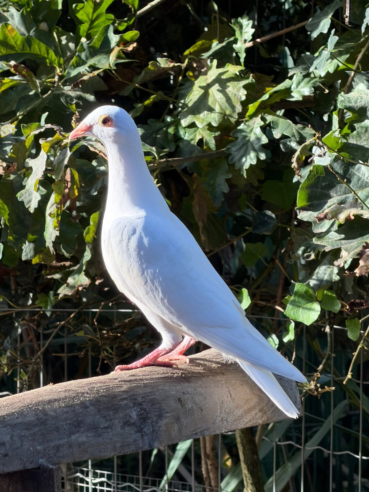 Jeunes pigeons voyageurs blancs, Animaux & Accessoires, Plusieurs animaux, Pigeon voyageur