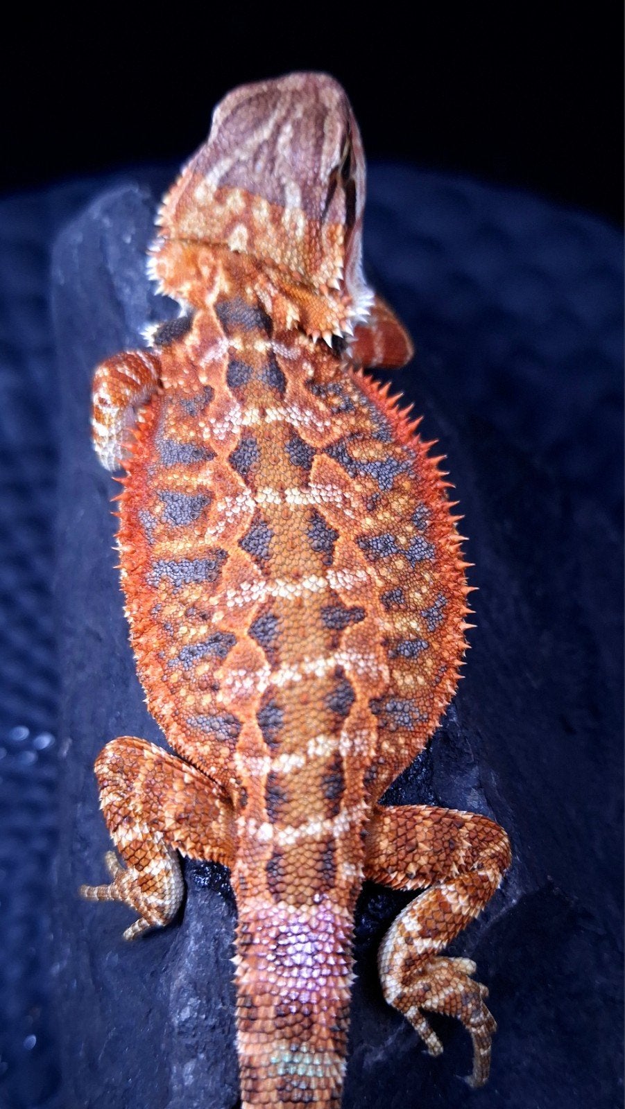 50% Red Monster Extreme Blue Tiger Baardagaam Vrouw