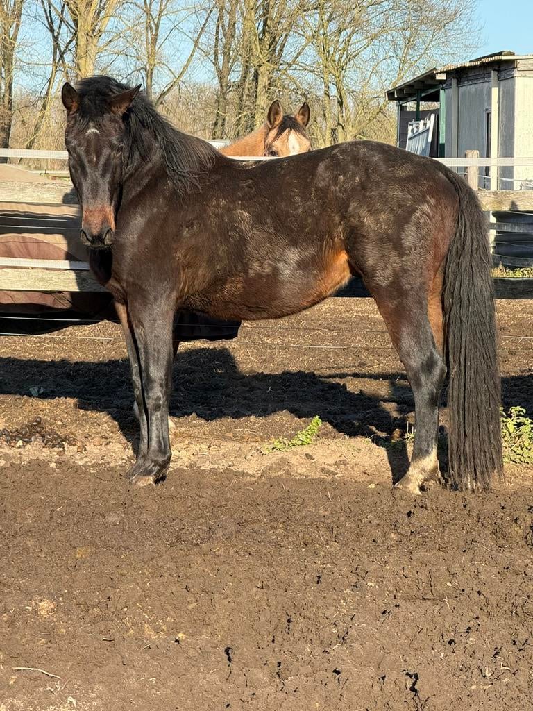 Sidekick Z, Dieren en Toebehoren, Paarden, Hengst, Onbeleerd, 165 tot 170 cm, 3 tot 6 jaar, Springpaard, Met stamboom, Gechipt