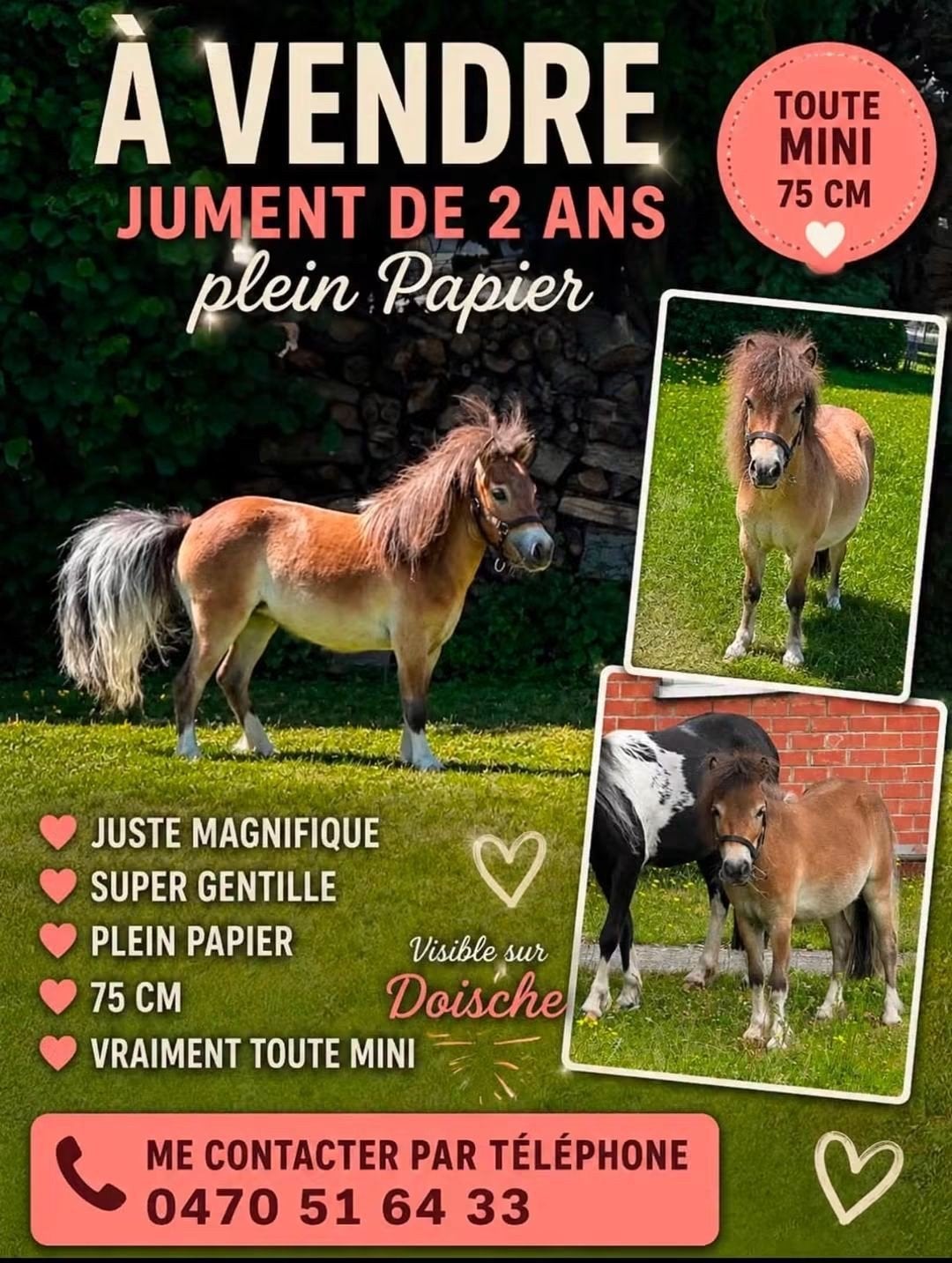 mini cheval, Enlèvement