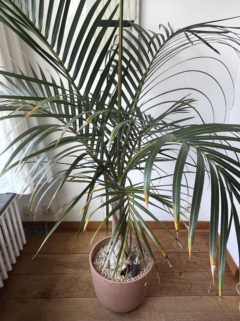 Grote Palm in Pot met Vochtmeter, Tuin en Terras, Volle zon, Vaste plant, Zomer, Ophalen