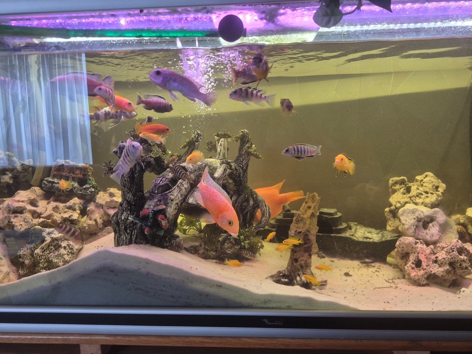 aquarium en onderkast met cichliden, Dieren en Toebehoren, Ophalen, Inclusief vissen, Gebruikt, Filter