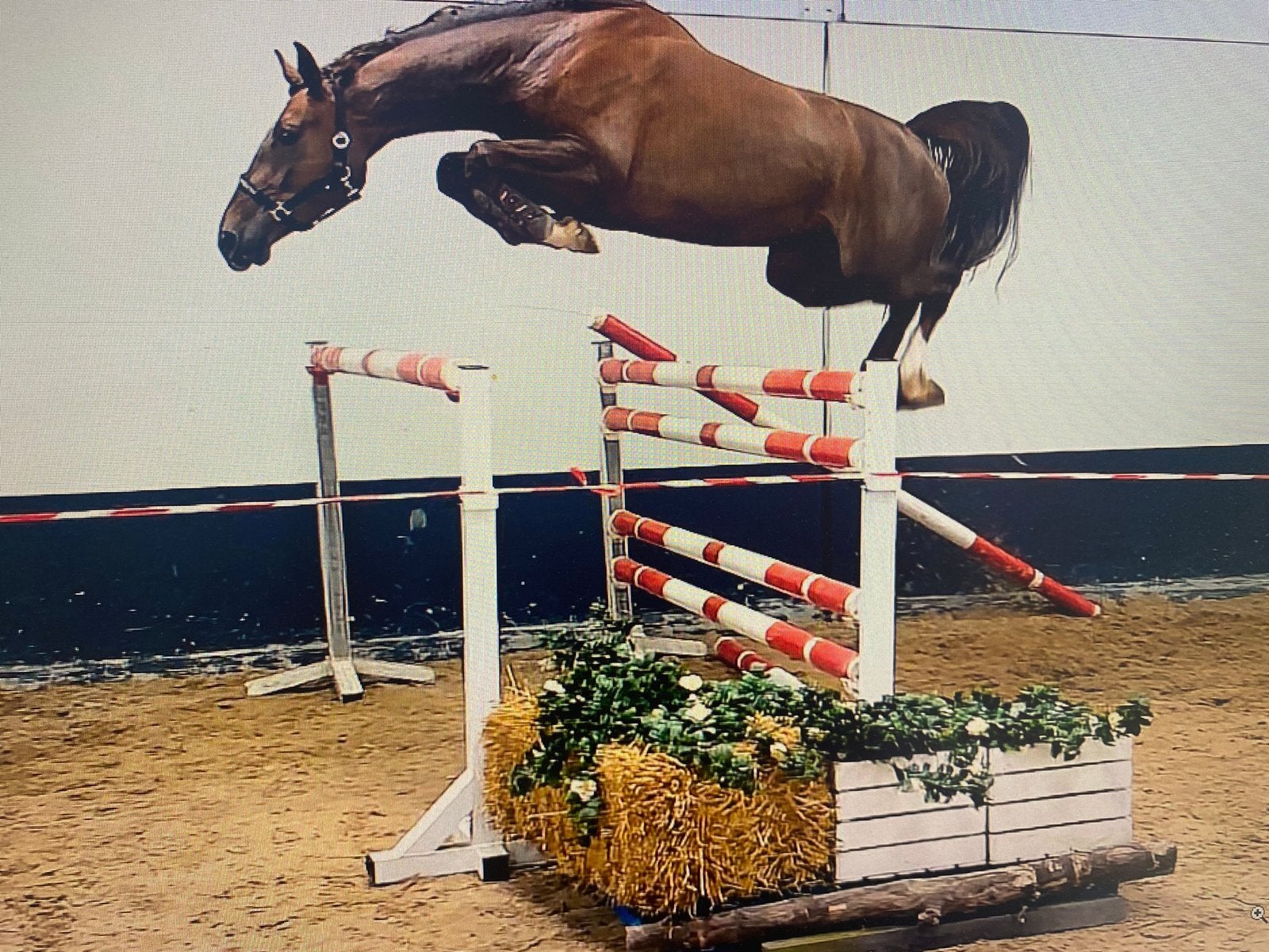 Merrie springgefokt, Dieren en Toebehoren, Paarden, Merrie, Zadelmak