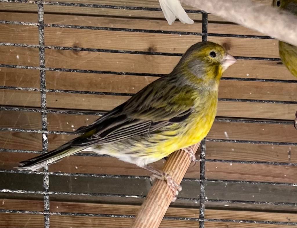 Jonge Kanarie mannetjes, Dieren en Toebehoren, Mannelijk