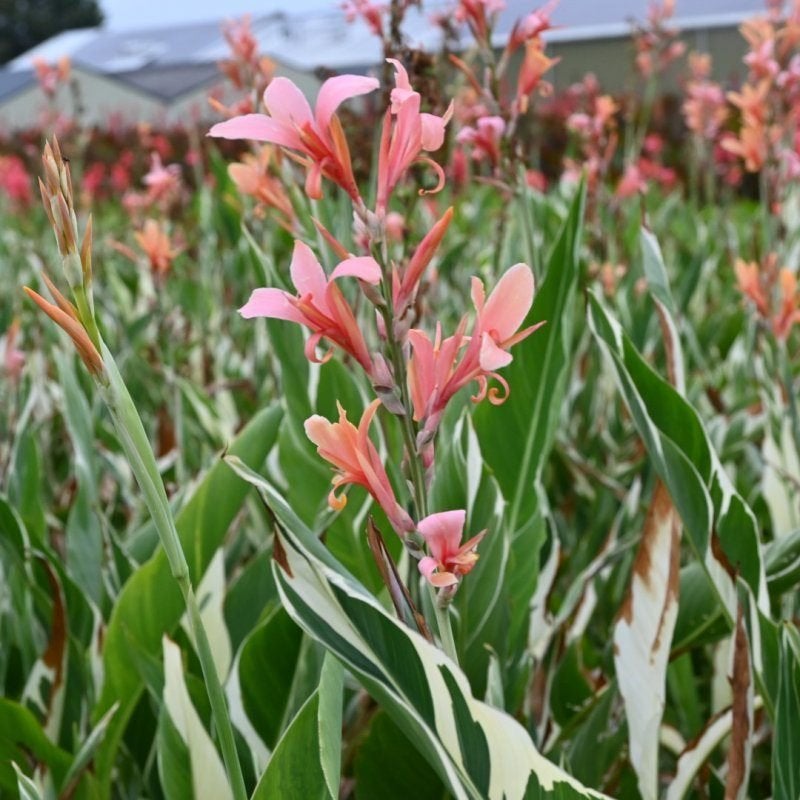 canna stuttgart, Jardin & Terrasse, Enlèvement