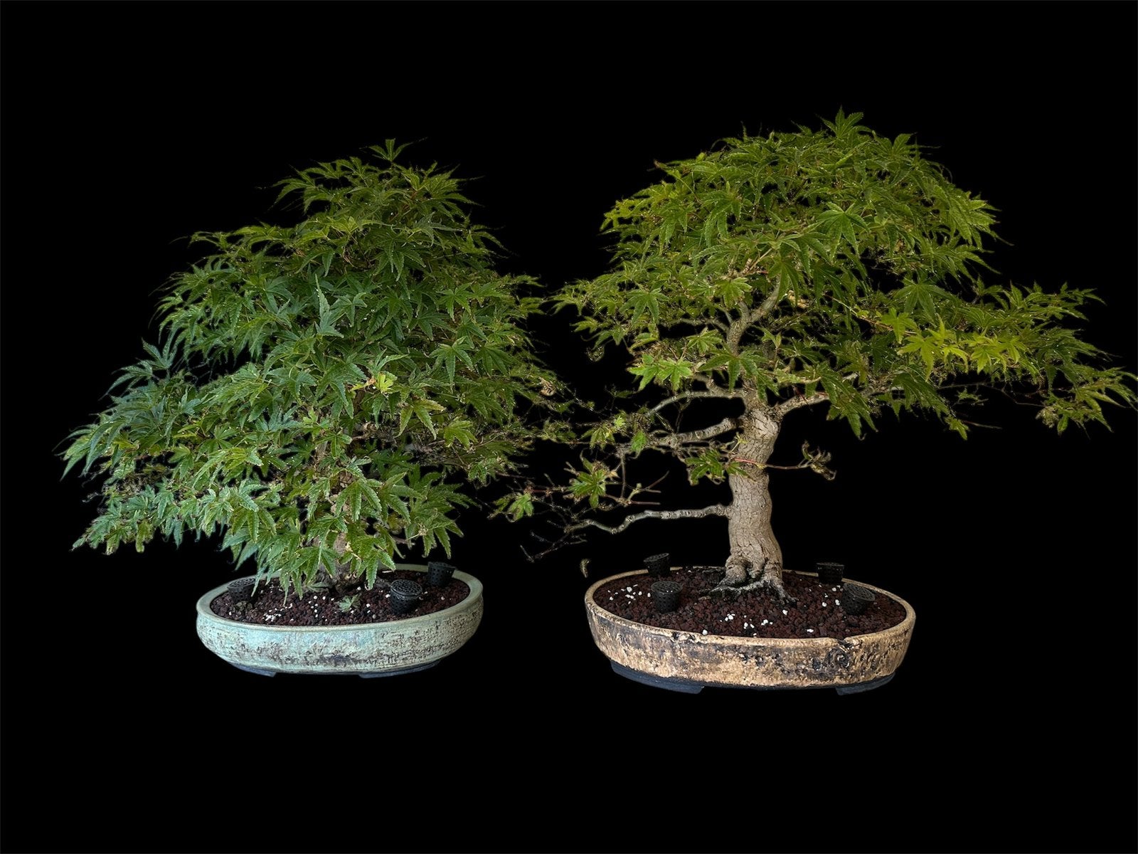 Acer pallatum bonsai benichidori en seigen, Tuin en Terras, Ophalen