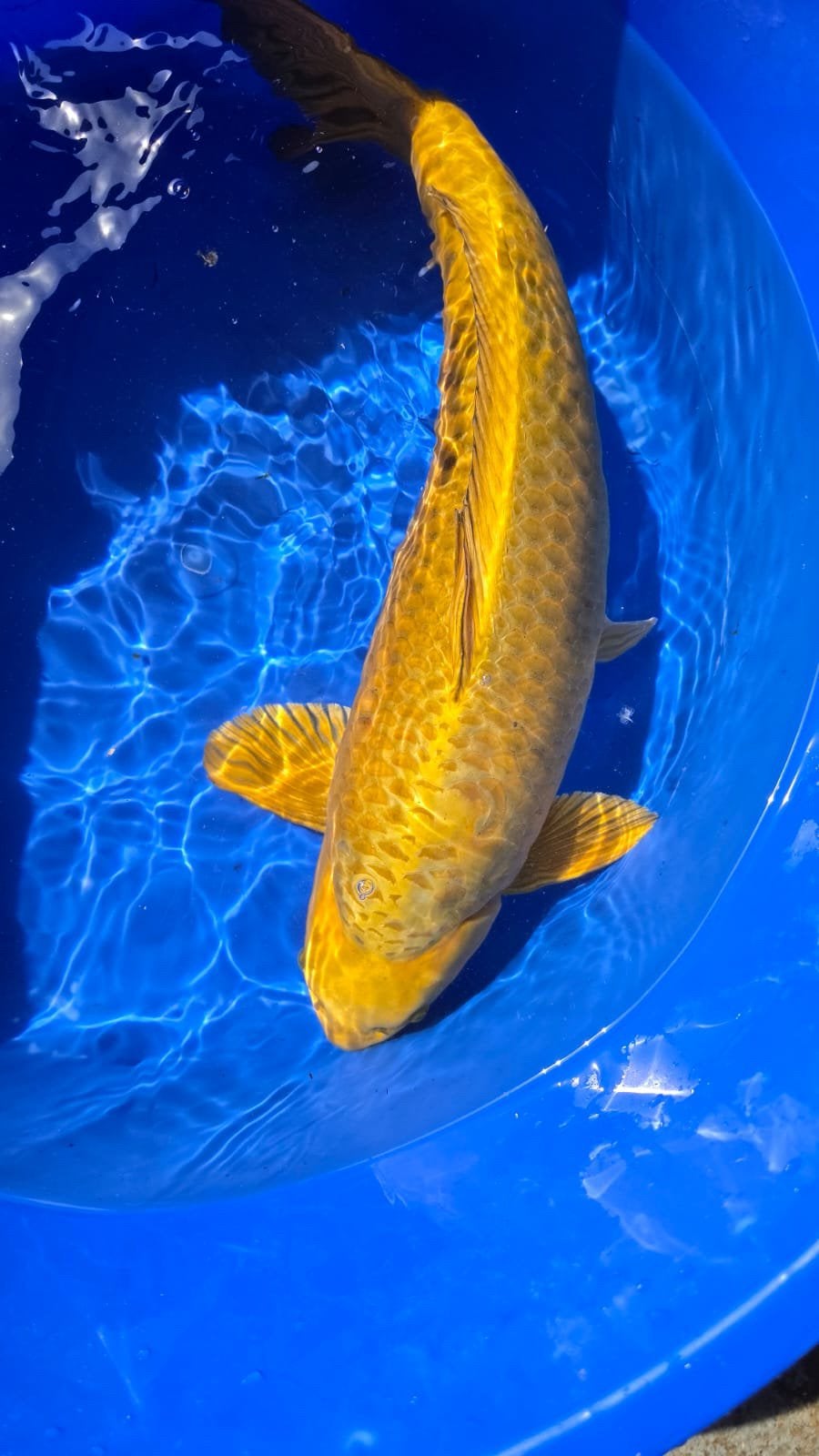 Japanse koi., Animaux & Accessoires, Poissons | Poissons d'étang