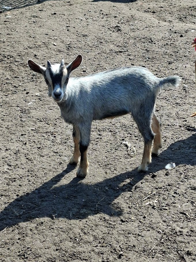 blauwschimmel tan mieke, Dieren en Toebehoren, Schapen, Geiten en Varkens